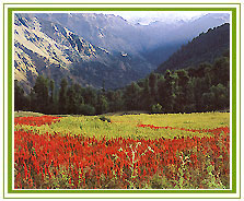 Valley of Flowers Tourism