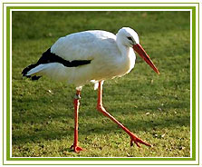 Bharatpur Bird Sanctuary Tour, Family Holidays Options