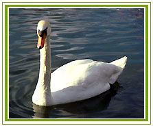 Bharatpur Bird Sanctuary Tour