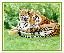 Ranthambore National Park, Family Holidays Vacations