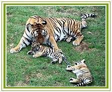 Ranthambore National Park, Family Holidays 