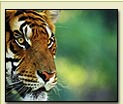 Wildlife National Parks in India