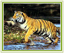 Madhya Pradesh Wildlife Tour