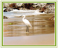 Kerala Wildlife Tour