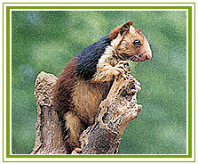 Kerala Wildlife Tour