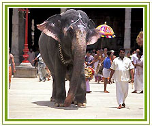 Trichy Holidays Vacations