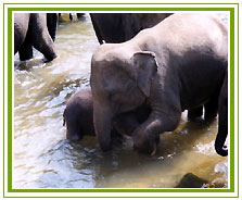Elephant, Periyar National Park