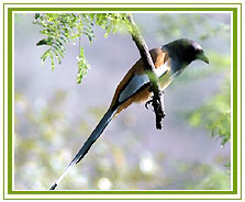 South India Wildlife Parks