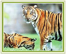 Tiger, Kanha Wildlife Safari